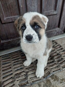 SAO/středoasijský pastevecký pes - 9