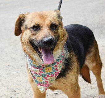 CARMELA K ADOPCI - 3 ROKY,ODDANÁ,HODNÁ,MAZLIVÁ - 9