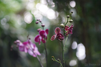 Asahi Takumar 135mm f/3.5 – starší verze s 8 lamelami, top - 9