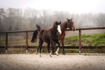 Roční American Quarter Horse black klisna, vnučka Gunnera - 9