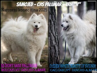Samojed - štěně s  PP - 9
