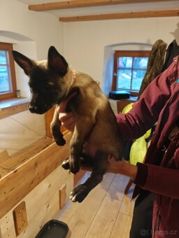 BELGICKÝ OVČÁK MALINOIS - 9
