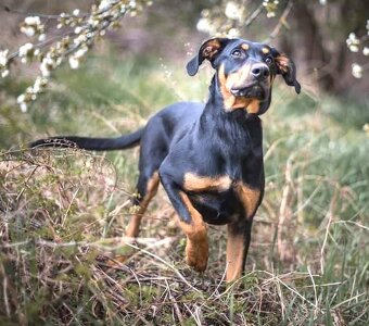 Úžasňák Lolek hledá domov - 9