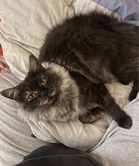 Mainská mývalí koťátka - 9