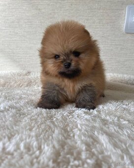 Pomeranian mini - 9