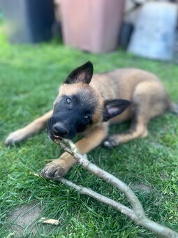 Belgický ovčák malinois - 9