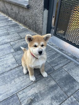 Akita Inu - 9