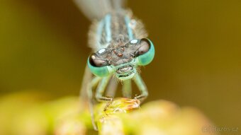 Tamron 90 mm F2,8 Macro FE - 9