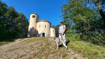 Nabídka krytí - whippet samec s PP, chovný vipet - 9