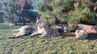 Československý vlčák s PP, BENEDIKT - 9