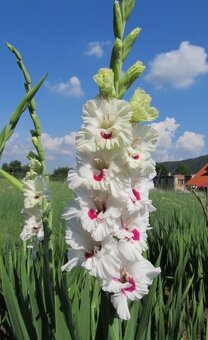 Hlízy velkokvětých mečíků - 9