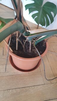 Monstera Deliciosa, 3 roky stará - 9