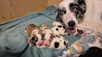 Štěňata Border kolie - kluci - 9