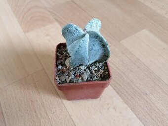 Krásný beztrnný kaktus č. 7 Astrophytum Mexiko a USA - 9