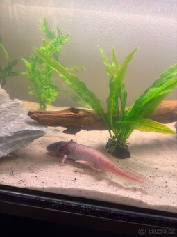 Axolotl + akvarium - 9