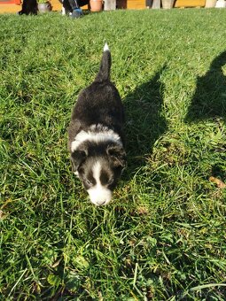 Štěňata Border Kolie - 9