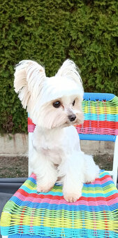 Jorkšírský teriér sněhobílá holčička Nutellka, s PP, York - 9