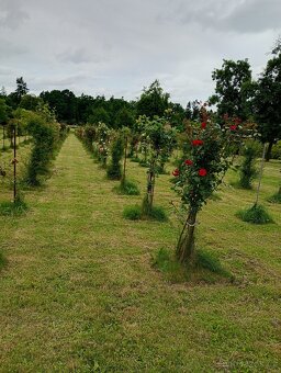 Rozlehlý ucelený pozemek, u vody, přes 1, 8 ha - 9