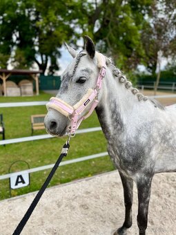 Pony klisna - 9