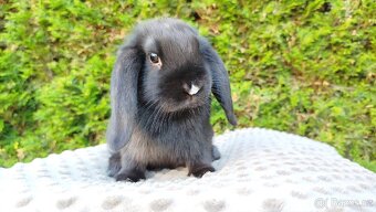 Zakrslý beránek, králíček, králík - PEGGY - 9