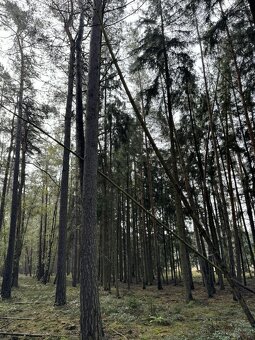 Prodám lesní pozemek v k.ú. Žichlice u Hromnic - 9