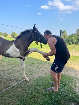Barock Pinto X Welsh Cob D - 9