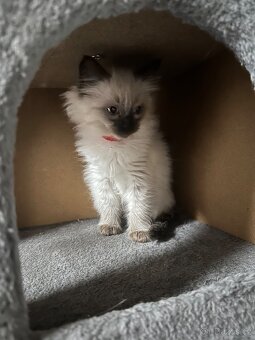 Koťátka Ragdoll - 9