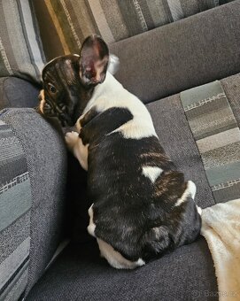 Francouzský buldoček - 9