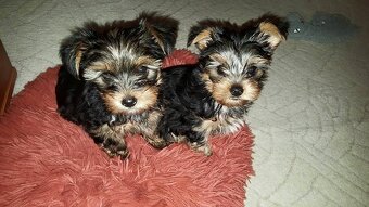 Yorkšírský teriér krytí, připuštění - 9