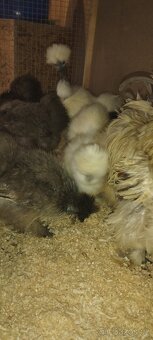 Prodám násadove vejce - 9