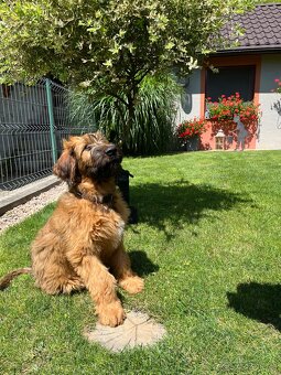 Briard s PP - 9