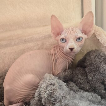 Kanadský sphynx bez PP - 9