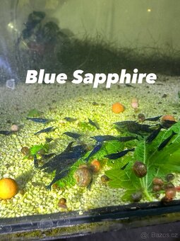 Neocaridina Krevety - 9