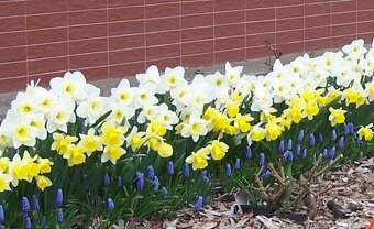 Přebytky ze zahrady - 9