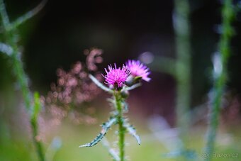 Pancolar ZEBRA 1,8/50 Carl Zeiss M42 TOP STAV - 9