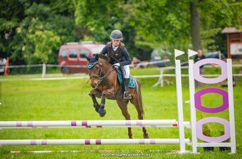 Klisna do sportu a chovu - 9