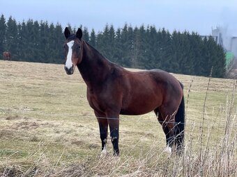 Pronájem koně - 9