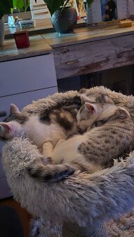 Britská koťátka - 9