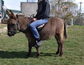 Prodám oslíka - 9