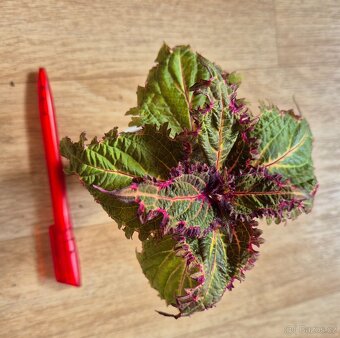 AFRICKÉ OKRASNÉ KOPŘIVY COLEUS - rostlinky - 9