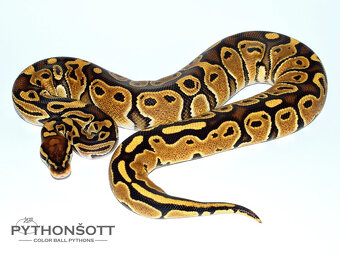 MLÁĎATA KRAJTY KRÁLOVSKÉ (Python regius) - 9