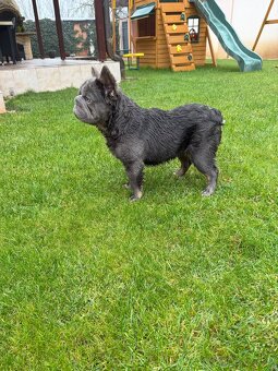 Francouzsky buldoček fluffy big rope pes a fenka - 9