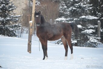 Prodám hřebečka - 9