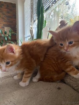 Mainská mývalí - 9