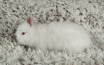 Zakrslý králíček, králík-(TEDDY)-HERBERT A HEIDY - 9
