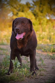 Labradorský Retrívr Štěňátka k odběru pouze 2 holčičky - 9