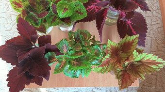 Africká barevná okrasná kopřiva - coleus - 9