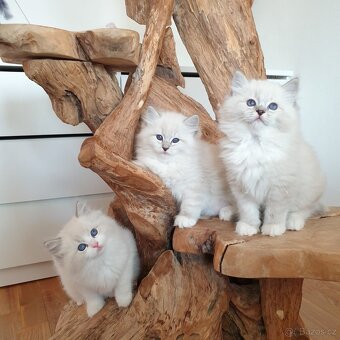 Ragdoll kocourek s PP, blue lynx mitted. - 9
