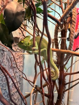 Chameleon jemenský - 9