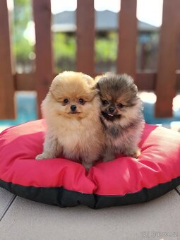 Pomeranian s PP - 9